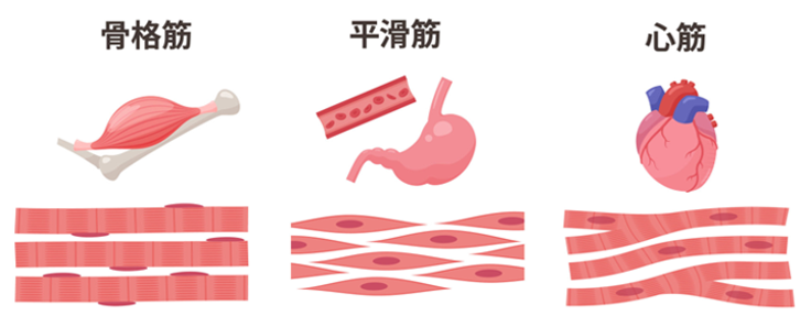 骨格筋・平滑筋・心筋の特徴を比較した図。毛様体筋は力は弱いが持久力に優れる平滑筋のひとつであることを示す。