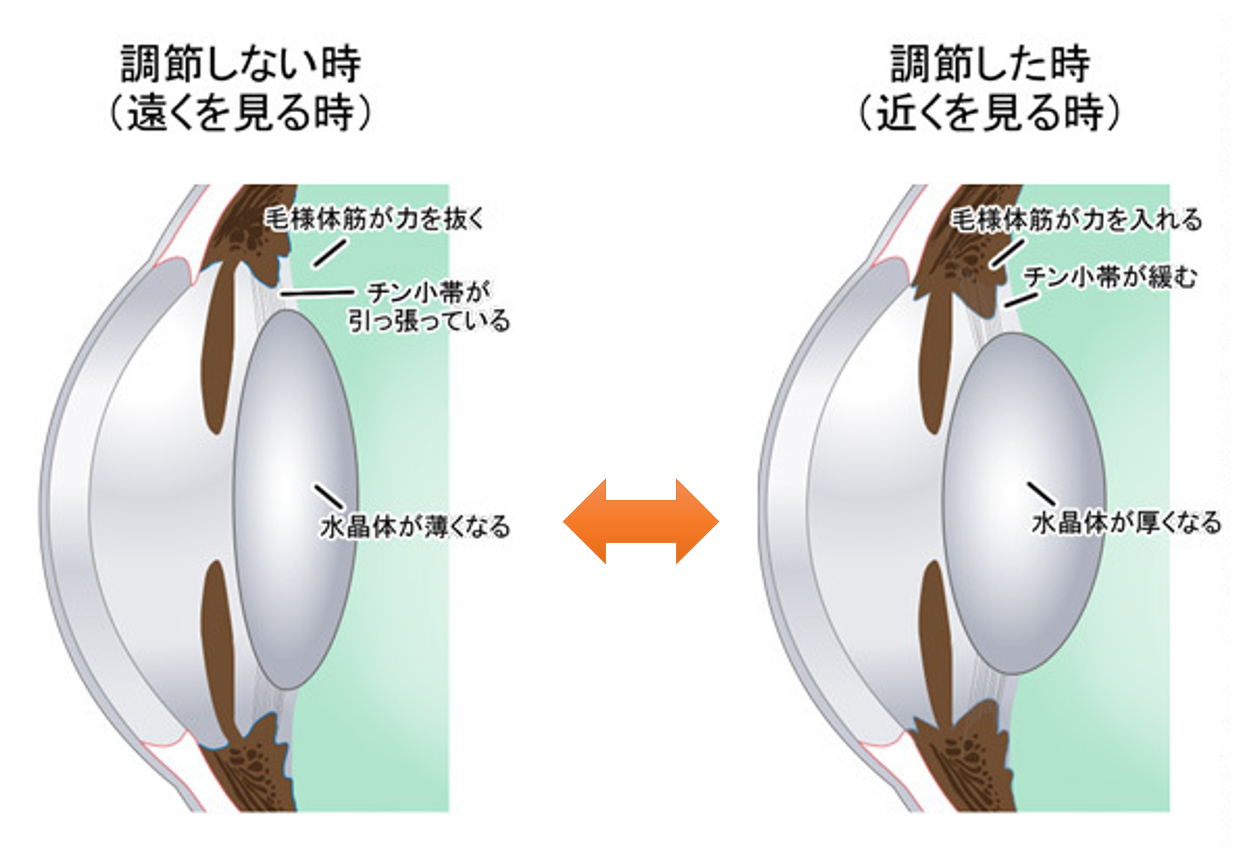 近くを見ると毛様体筋が緊張し水晶体が厚くなる仕組み